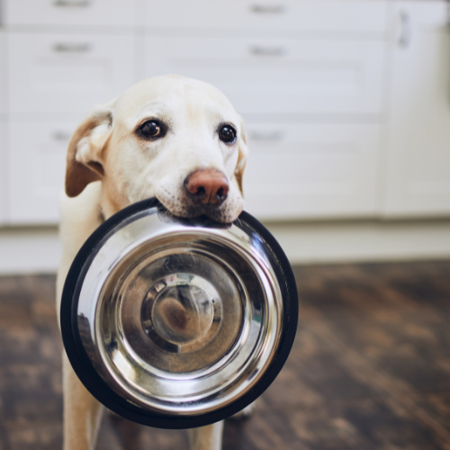 Bowls & Feeders