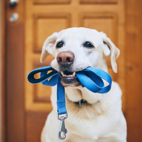 Leashes Collars & Training