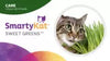 SmartyKat Sweet Greens™ Organic Oat Cat Grass Grow Kit