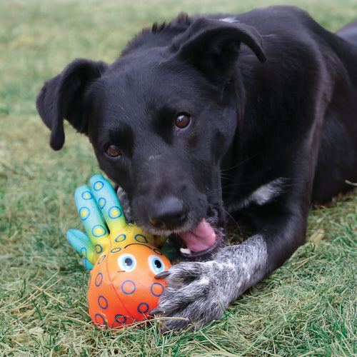 KONG Shieldz Tropics Frog Dog Toy