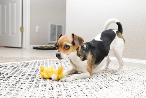 KONG Plush Duck Dog Toy