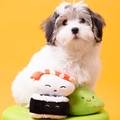 Pearhead Pet Sushi Dog Toy Set (9.25” W x 5.75” H)