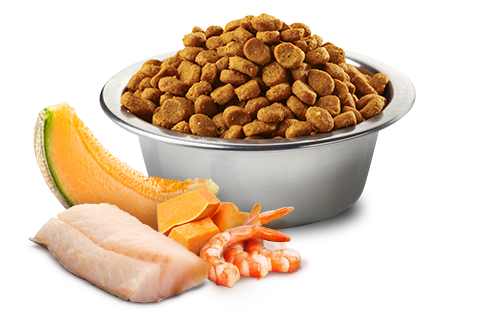 Farmina N&D Ocean Cod, Shrimp, Pumpkin And Cantaloupe Melon Kitten Dry Cat Food (3.3 LB)