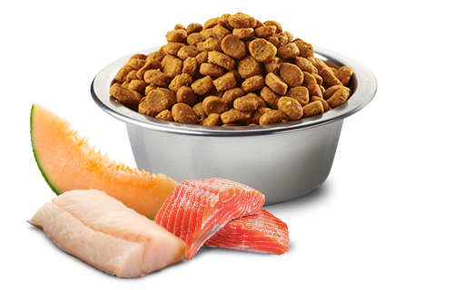 Farmina N&D Ocean Salmon, Cod & Cantaloupe Melon Adult Maxi Giant Dog Food