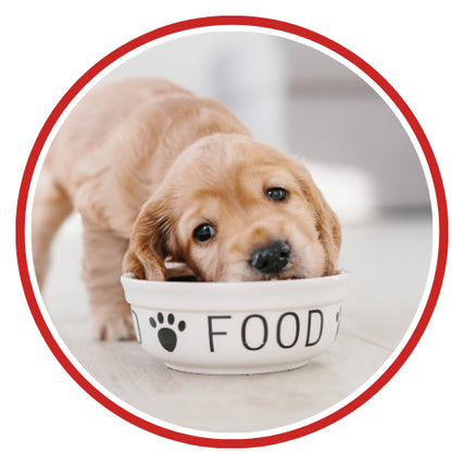 Dog FoodDog food