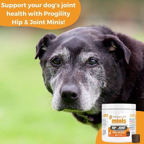 Nootie Progility Minis Hip & Joint Soft Chew Supplement For Small & Medium Size Dogs (60 Count)