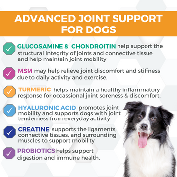 Nootie Progility Hip & Joint Soft Chew Supplement for Dogs (90 Count)