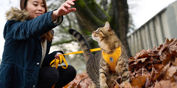 RC Pets Adventure Kitty Harness Marigold