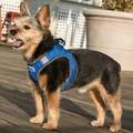 Bay Dog Liberty Bay Dog Harness