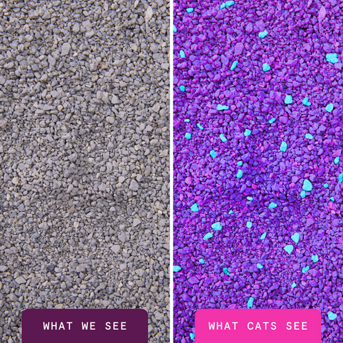 Boxiecat Glo™ Natural Attractions™ Clumping Clay Litter