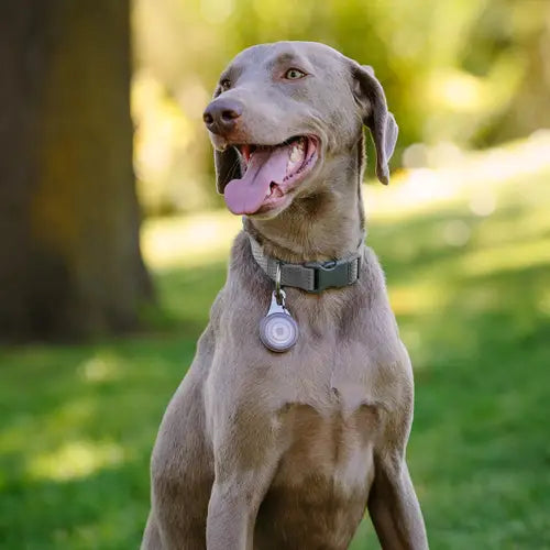 NiteDog® WearAbout® Pet Clippable Tracker Holder