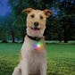 Nite Ize SpotLit® Rechargeable Collar Light - Disc-O Tech™