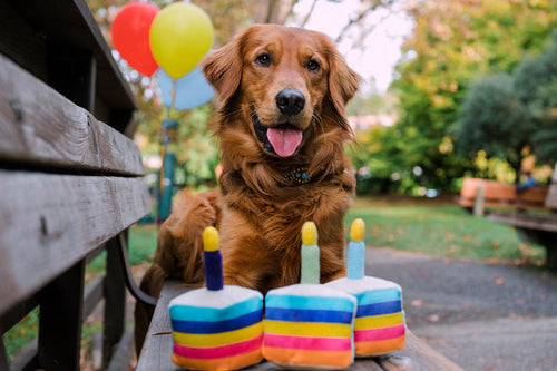 P.L.A.Y.  Party Time Bone-appetite Cake Dog Toy