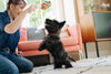 P.L.A.Y Snack Attack Lollipup