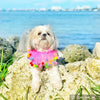 Midlee Pink Birthday Pom Pom Dog Collar