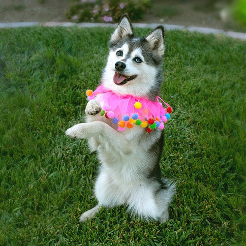 Midlee Pink Birthday Pom Pom Dog Collar