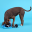 BARK Dogo Dunkers Plush Enrichment + Multi-Part + Fetch Dog Toy