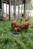 Scratch and Peck Feeds Organic Black Oil Sunflower Seeds