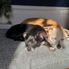 Molly Mutt River Dog Bed Duvet