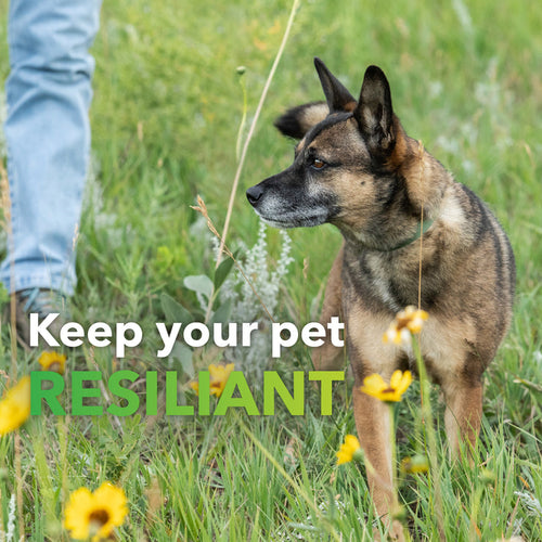 InClover BioResiliant Allergy Powder Supplement for Dogs & Cats